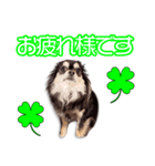 宮崎家のさんたちゃん（個別スタンプ：8）