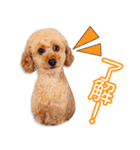 早瀬家のびすけちゃん（個別スタンプ：2）