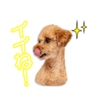 早瀬家のびすけちゃん（個別スタンプ：3）