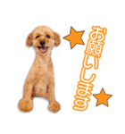早瀬家のびすけちゃん（個別スタンプ：7）