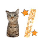 下釜家の露ちゃん（個別スタンプ：2）
