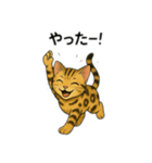 ベンガル猫 文字無しあり 日本語（個別スタンプ：1）