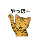 ベンガル猫 文字無しあり 日本語（個別スタンプ：6）