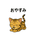 ベンガル猫 文字無しあり 日本語（個別スタンプ：16）