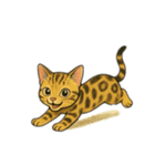 ベンガル猫 文字無しあり 日本語（個別スタンプ：19）
