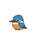 カワセミン（挨拶 文字無し①）（個別スタンプ：1）
