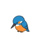 カワセミン（挨拶 文字無し①）（個別スタンプ：5）