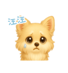 わんで伝えるチワワ TW（個別スタンプ：12）