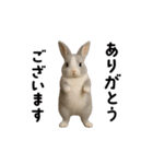 動く！灰色ウサギ（個別スタンプ：1）