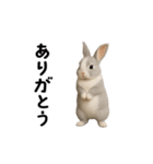 動く！灰色ウサギ（個別スタンプ：2）