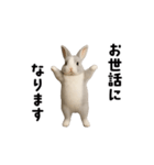 動く！灰色ウサギ（個別スタンプ：3）