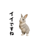 動く！灰色ウサギ（個別スタンプ：4）