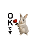 動く！灰色ウサギ（個別スタンプ：5）