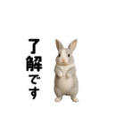 動く！灰色ウサギ（個別スタンプ：6）