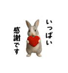 動く！灰色ウサギ（個別スタンプ：7）