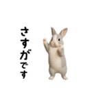動く！灰色ウサギ（個別スタンプ：10）