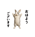 動く！灰色ウサギ（個別スタンプ：11）