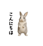 動く！灰色ウサギ（個別スタンプ：12）