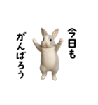 動く！灰色ウサギ（個別スタンプ：13）