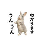 動く！灰色ウサギ（個別スタンプ：15）