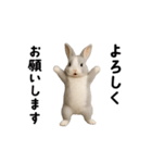 動く！灰色ウサギ（個別スタンプ：16）
