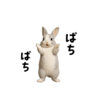 動く！灰色ウサギ（個別スタンプ：19）
