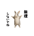 動く！灰色ウサギ（個別スタンプ：21）
