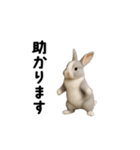 動く！灰色ウサギ（個別スタンプ：22）