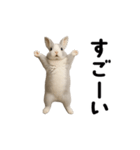 動く！灰色ウサギ（個別スタンプ：23）