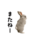 動く！灰色ウサギ（個別スタンプ：24）