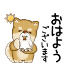 柴犬 2025 「飛び出す」よく使う言葉（個別スタンプ：1）