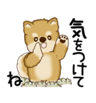 柴犬 2025 「飛び出す」よく使う言葉（個別スタンプ：7）