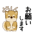 柴犬 2025 「飛び出す」よく使う言葉（個別スタンプ：8）