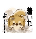 柴犬 2025 「飛び出す」よく使う言葉（個別スタンプ：10）