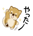 柴犬 2025 「飛び出す」よく使う言葉（個別スタンプ：19）