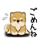 柴犬 2025 「飛び出す」よく使う言葉（個別スタンプ：22）