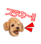堀部家のモルちゃん（個別スタンプ：8）