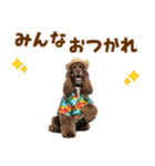 アメコカの夏スタンプ☀️（個別スタンプ：16）