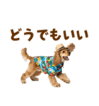 アメコカの夏スタンプ☀️（個別スタンプ：37）