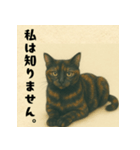 サビ猫しずくちゃんスタンプ3（個別スタンプ：3）