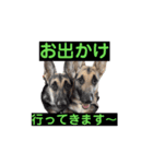 多頭の愉快な仲間達✨【7わんず】（個別スタンプ：1）