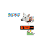 多頭の愉快な仲間達✨【7わんず】（個別スタンプ：2）
