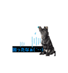 多頭の愉快な仲間達✨【7わんず】（個別スタンプ：7）