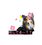 多頭の愉快な仲間達✨【7わんず】（個別スタンプ：11）