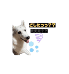 多頭の愉快な仲間達✨【7わんず】（個別スタンプ：14）