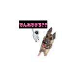多頭の愉快な仲間達✨【7わんず】（個別スタンプ：16）