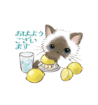 ドールな猫たちのスタンプ✳︎夏✳︎（個別スタンプ：5）