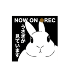 うさぎ飼い、うさぎ好きの為のスタンプ（個別スタンプ：6）
