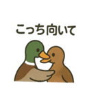 愛を伝える合鴨（個別スタンプ：5）
