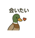 愛を伝える合鴨（個別スタンプ：7）